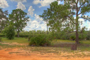 Sunny campsite with a fire ring surrounded by pine trees and saw palmettos.