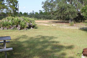 Sunny campsite with a picnic table and fire ring surrounded by pine trees and saw palmettos.