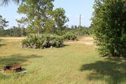 Sunny campsite with a fire ring surrounded by pine trees and saw palmettos.
