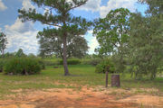 Sunny campsite with a picnic table and fire ring surrounded by pine trees and saw palmettos.
