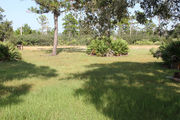 Grassy campsite surrounded by pine trees and saw palmettos.