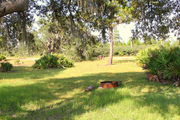 Grassy campsite with a picnic table and fire ring surrounded by pine trees and saw palmettos.