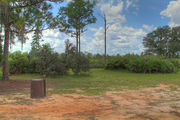 Grassy campsite surrounded by pine trees and saw palmettos.
