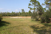 Sunny campsite surrounded by pine trees and saw palmettos.