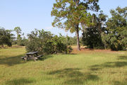 Grassy campsite with a picnic table surrounded by pine trees and saw palmettos.