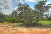 Grassy campsite with a picnic table surrounded by pine trees and saw palmettos.