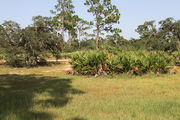 Sunny campsite surrounded by pine trees and saw palmettos.