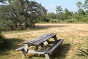 Grassy campsite with a picnic table surrounded by pine trees and saw palmettos.