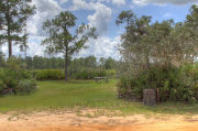 Grassy campsite with a picnic table surrounded by pine trees and saw palmettos.