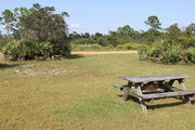 Grassy campsite with a picnic table and fire ring surrounded by pine trees and saw palmettos.
