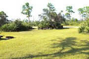 Grassy campsite with a picnic table and fire ring surrounded by pine trees and saw palmettos.