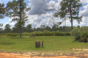 Grassy campsite with a picnic table surrounded by pine trees and saw palmettos.