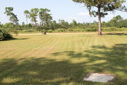 Grassy campsite surrounded by pine trees and saw palmettos.