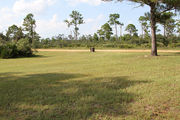 Grassy campsite surrounded by pine trees and saw palmettos.
