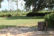 Grassy campsite with a fire ring surrounded by pine trees and saw palmettos.