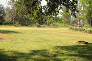 Grassy campsite with a fire ring surrounded by pine trees and saw palmettos.