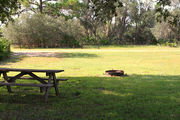 Grassy campsite with a picnic table and fire ring surrounded by pine trees and saw palmettos