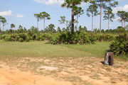 Grassy campsite surrounded by pine trees and saw palmettos.