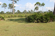 Grassy campsite with a picnic table surrounded by pine trees and saw palmettos.