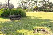 Grassy campsite with a picnic table and fire ring surrounded by pine trees and saw palmettos.