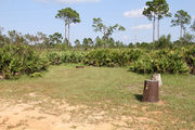 Grassy campsite with a fire ring surrounded by pine trees and saw palmettos.