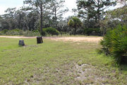 Grassy campsite surrounded by pine trees and saw palmettos, with a clay road in background.
