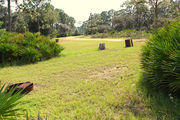 Grassy campsite surrounded by pine trees and saw palmettos, with a clay road in background.