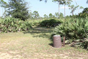 Grassy Campsite with a picnic table and fire ring surrounded by pine trees and saw palmettos.