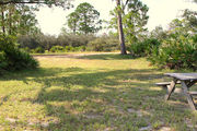 Grassy campsite with a picnic table and clay road in background surrounded by pine trees and saw palmettos.