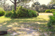 Grassy campsite with a fire ring and clay road in background surrounded by pine trees and saw palmettos.