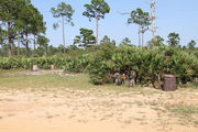 Grassy Campsite with a picnic table and fire ring surrounded by pine trees and saw palmettos.