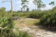 Grassy campsite with a picnic table and fire ring surrounded by pine trees and saw palmettos.