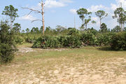 Grassy campsite with a picnic table surrounded by pine trees and saw palmettos.