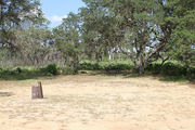 Grassy campsite with a picnic table and fire ring surrounded by pine trees and saw palmettos.