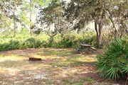 Grassy campsite with a picnic table and fire ring surrounded by pine trees and saw palmettos.