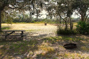 Grassy campsite with a picnic table and fire ring surrounded by pine trees and saw palmettos.