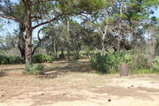 Shaded campsite surrounded by trees and saw palmettos.