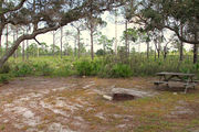 Shaded campsite with a picnic table and fire ring surrounded by trees and saw palmettos.
