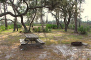 Shaded campsite with a picnic table and fire ring surrounded by trees and saw palmettos