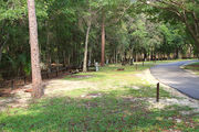 Partially sunny campsite with a woodland backdrop and an asphalt road.