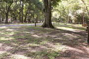 Shady campsite amongst large oak trees, next to an asphalt road.