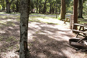 Shaded campsite with a fire ring and picnic table amongst large oak trees.