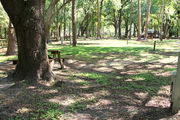 Shaded campsite with a picnic table amongst large oak trees.