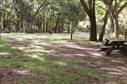 Shaded campsite with a picnic table and asphalt road amongst large oak trees.
