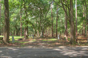Shaded campsite with a fire ring and picnic table surrounded by beautiful oak trees and pine trees.