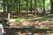 Shaded campsite with a picnic table surrounded by beautiful oak trees and pine trees.