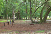 Shaded campsite with a fire ring and beautiful oak trees and pine trees.