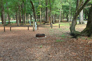 Shaded campsite with a fire ring surrounded by beautiful oak trees and pine trees.