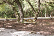 Shaded campsite with a picnic table surrounded by beautiful oak trees and pine trees.