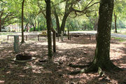 Shaded campsite with a fire ring surrounded by beautiful oak trees and pine trees.